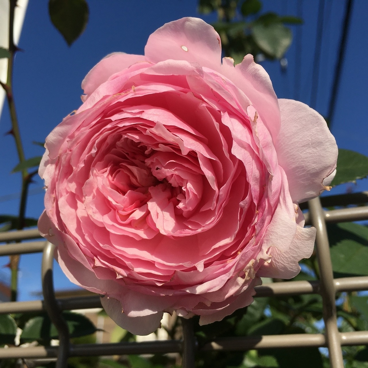 オリビア ローズ オースチン ２年目の冬剪定 誘引と寒肥 ズボラな週末ガーデニング