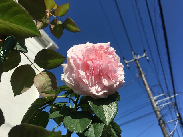 オリビアローズオースチン 10月7日