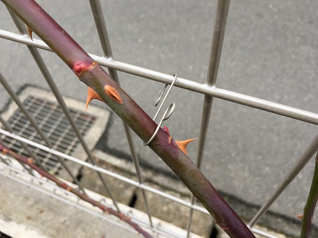 誘引はローズフックで簡単に!