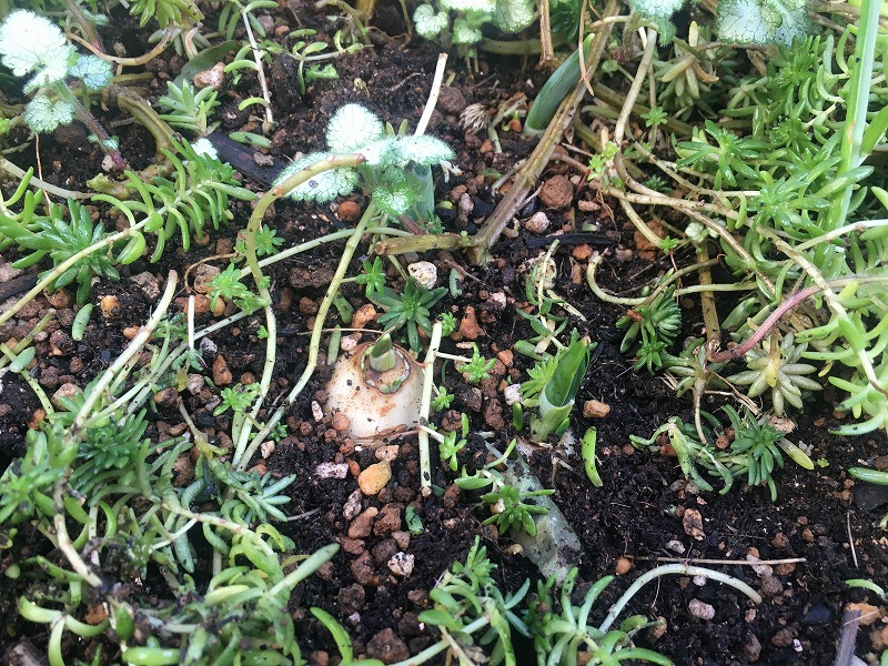 スノードロップの芽が出てきた! 12月6日