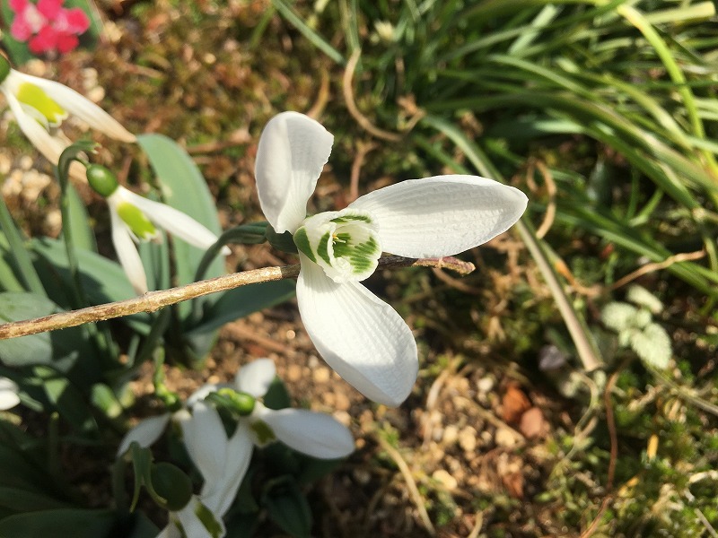 スノードロップ　花の中の様子