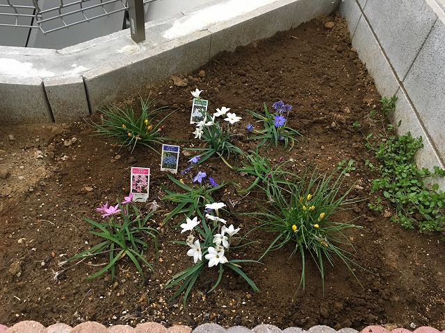 ハナニラ　１年目の植え付け時