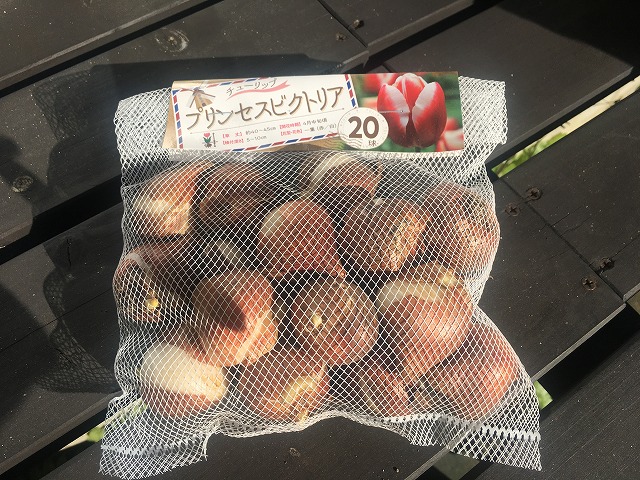チューリップ プリンセスビクトリア