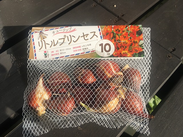 チューリップ リトルプリンセス