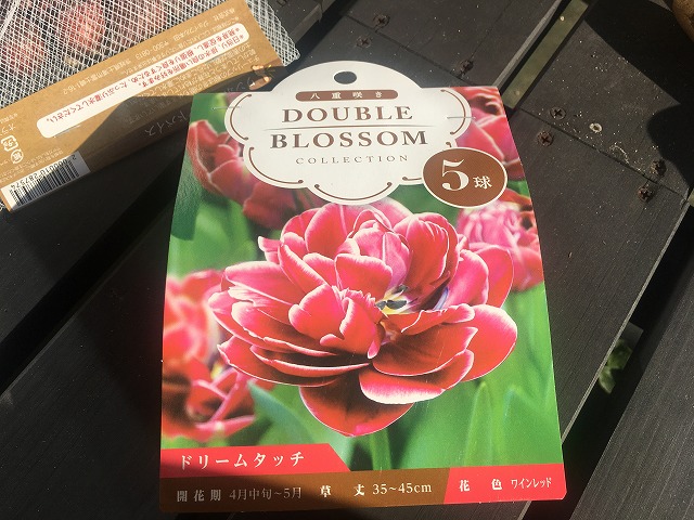 チューリップ　ドリームタッチ