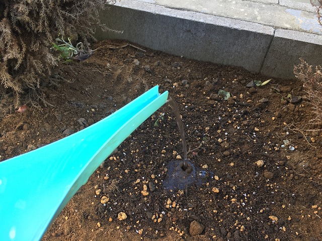 チューリップ 植え付け 土をかぶせて水やり
