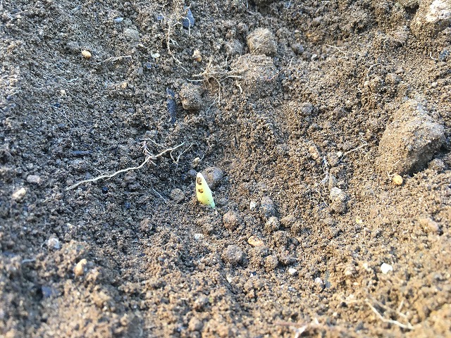 チューリップ　去年の球根が芽を出している！