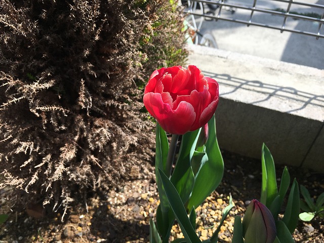 チューリップ　最初の花が開花！　３月26日
