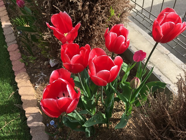 チューリップ　４月４日