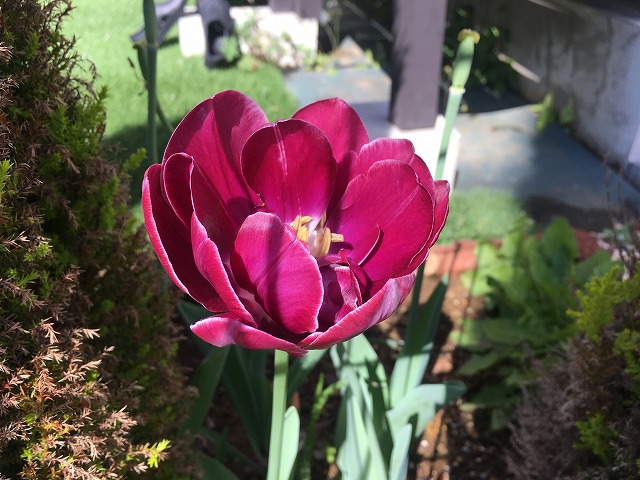 八重咲きチューリップ　ドリームタッチ　開花