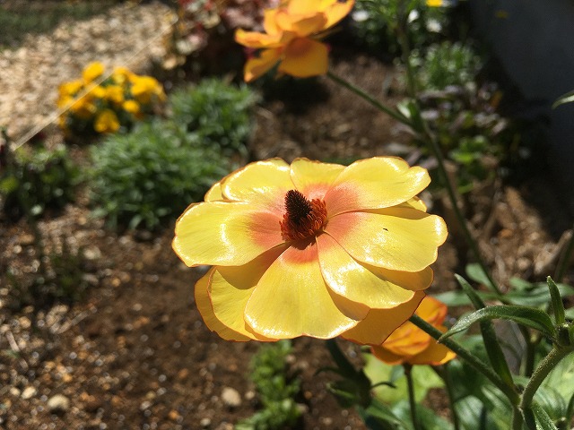 植えっぱなしOKのラナンキュラス・ラックス「ロティス」！ 1年目の