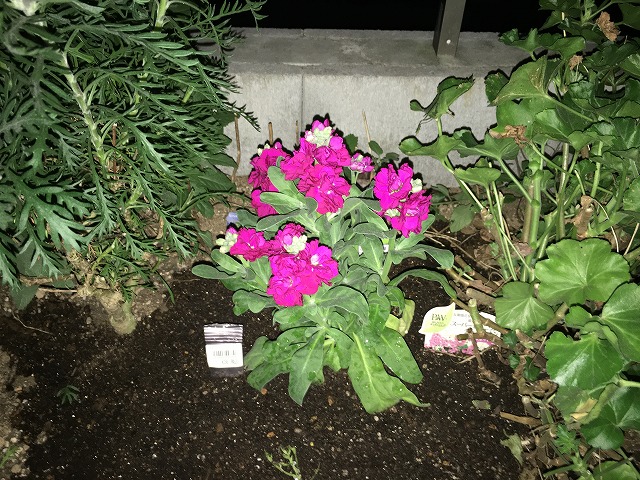 ストック・ベイビー（ピンク）　植え付け　11月23日