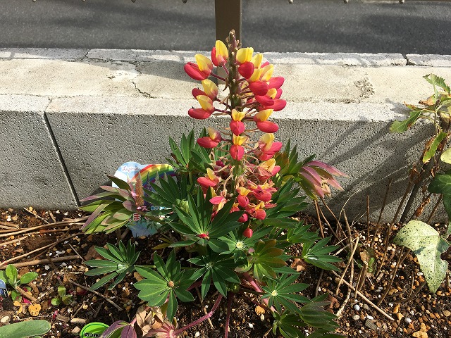ルピナス「天までとどけ」 初めの花穂をカット 3月6日