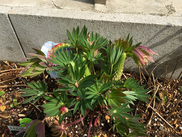 ルピナス「天までとどけ」 初めの花穂をカット 3月6日