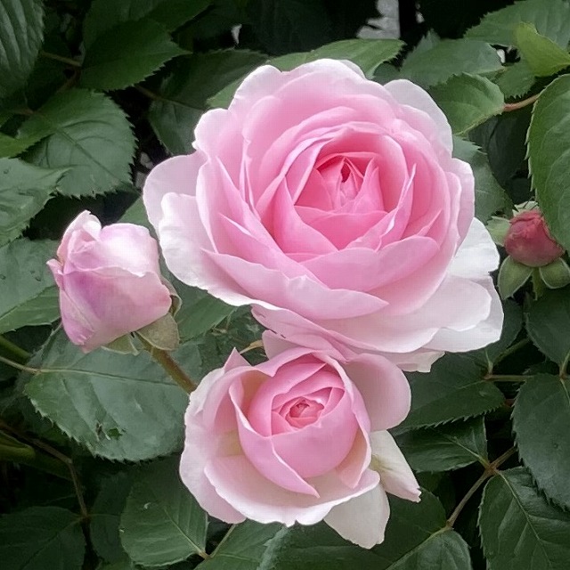 オリビアローズオースチン 春 花 3年目 バラブログ バラ 特徴 育て方 春の花