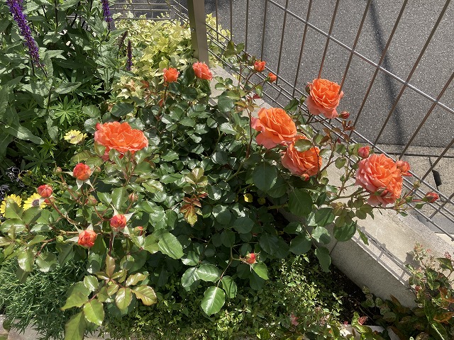 ビブレバカンス　５月４日