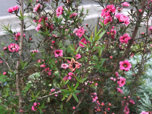 花期が長く 冬の花壇を賑わす ３年目のギョリュウバイ ズボラな週末ガーデニング