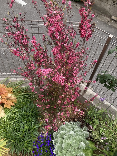 花期が長く、冬の花壇を賑わす！ 3年目のギョリュウバイ - ズボラな