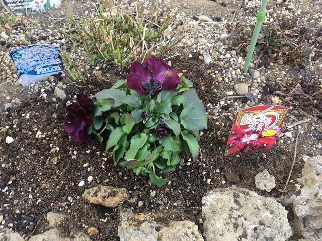 絵になるスミレ「ヴィーノ」　植え付け　２月14日