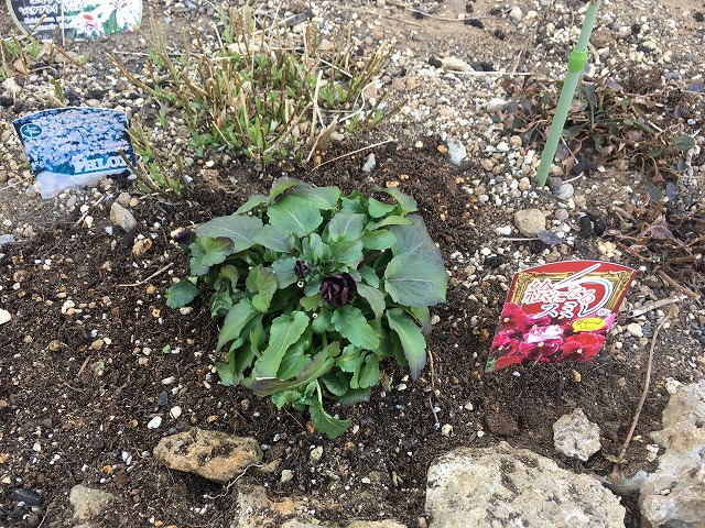 絵になるスミレ「ヴィーノ」　植え付け後、摘心　２月14日