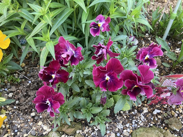 絵になるスミレ「ヴィーノ」　４月18日