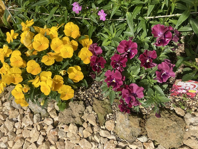 絵になるスミレ「ヴィーノ」　５月４日