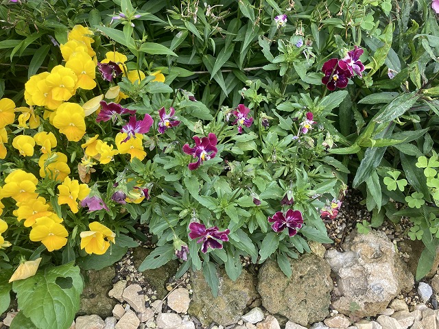 絵になるスミレ「ヴィーノ」　５月30日