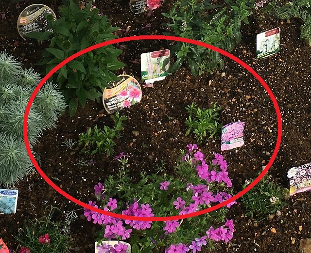 フロックス・フォーエバーピンク 植え付け時 2019年6月12日