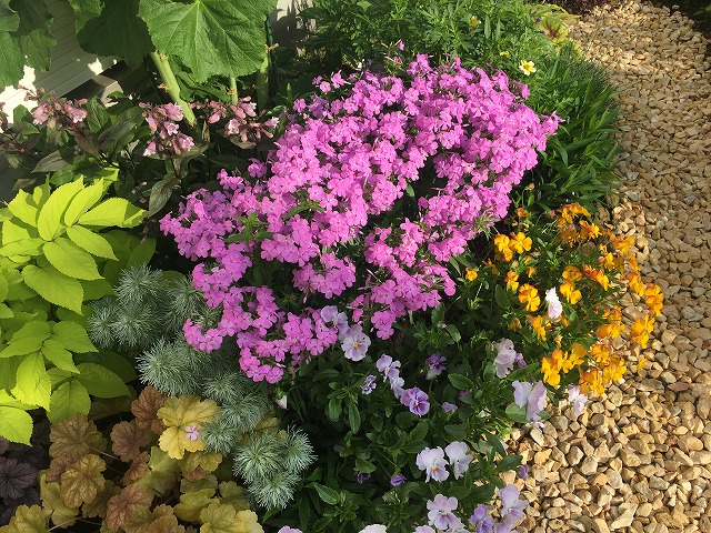 フロックス・フォーエバーピンク(2年目) 2020年5月24日