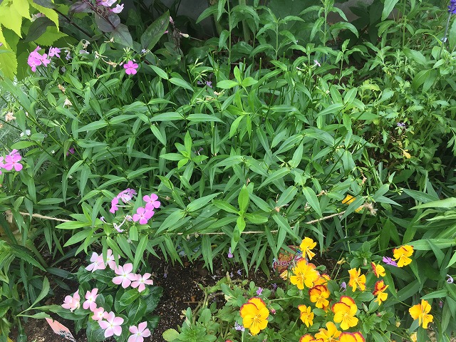 フロックス・フォーエバーピンク(2年目) 2020年5月31日