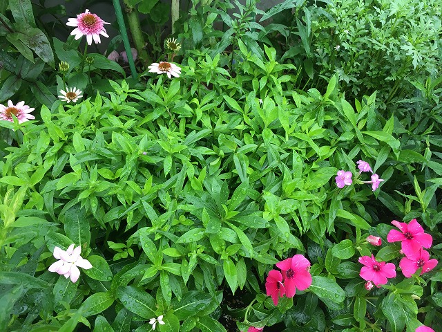 フロックス・フォーエバーピンク(2年目) 2020年7月4日