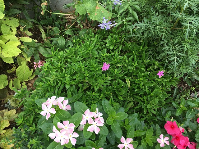 フロックス・フォーエバーピンク(2年目) 2020年9月2日