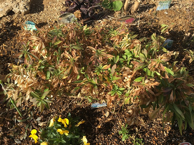 フロックス・フォーエバーピンク(3年目) 2021年2月3日