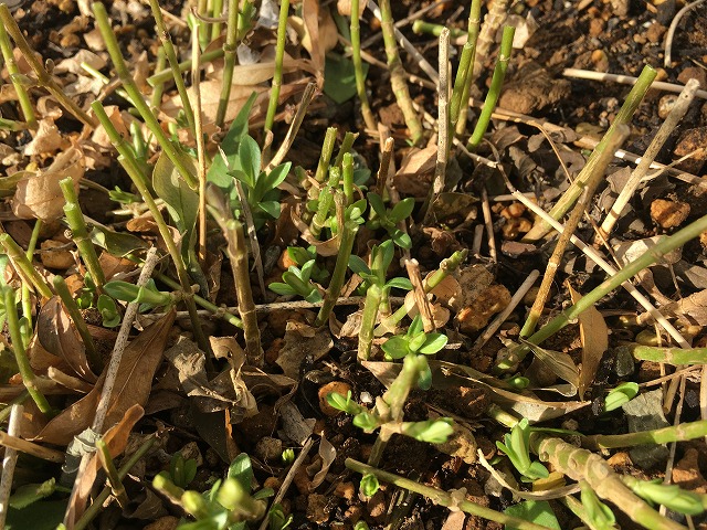 フロックス・フォーエバーピンク(3年目) 2021年2月3日