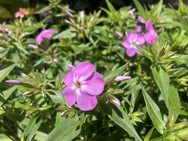 フロックス・フォーエバーピンク(3年目) 2021年5月3日