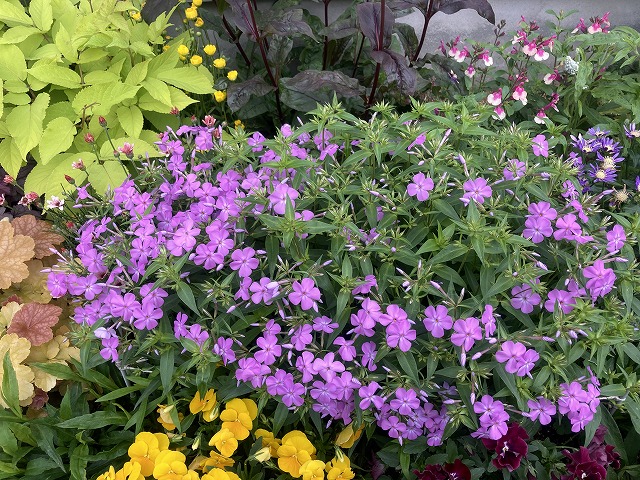 フロックス・フォーエバーピンク(3年目) 2021年5月9日