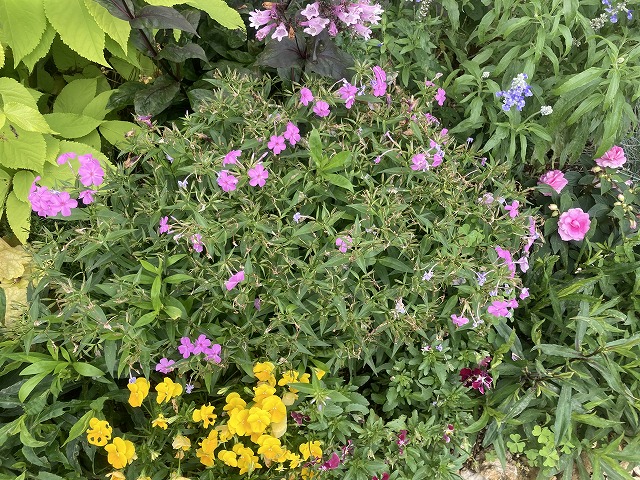 フロックス・フォーエバーピンク(3年目) 2021年5月30日