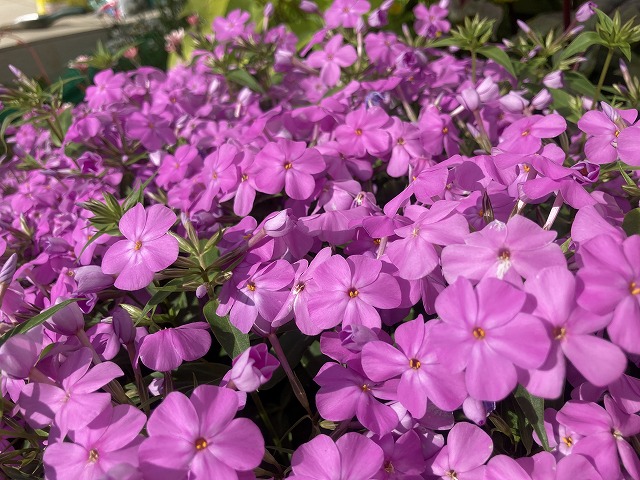 フロックス・フォーエバーピンク(3年目) 花のアップ