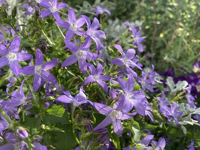 今年も花壇に瞬く青い星々 3年目のカンパニュラ アルペンブルー ズボラな週末ガーデニング 今年も花壇に瞬く青い星々 3年目のカンパニュラ アルペンブルー ズボラな週末ガーデニング