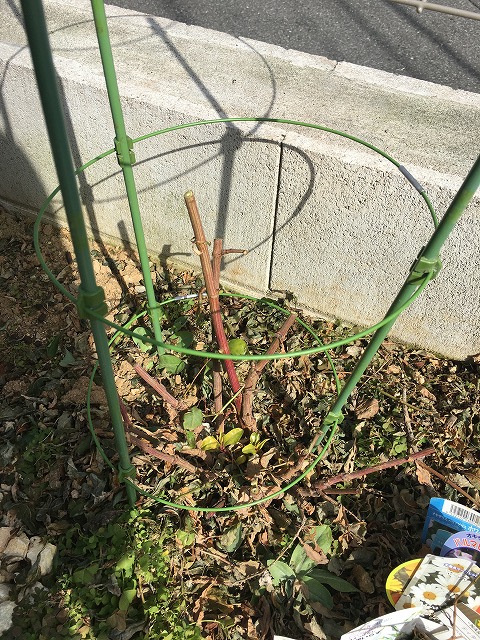 ルリマツリ（１年目）　２月24日