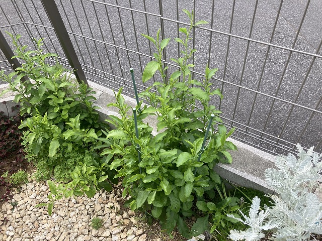 ルリマツリ（３年目）　６月13日