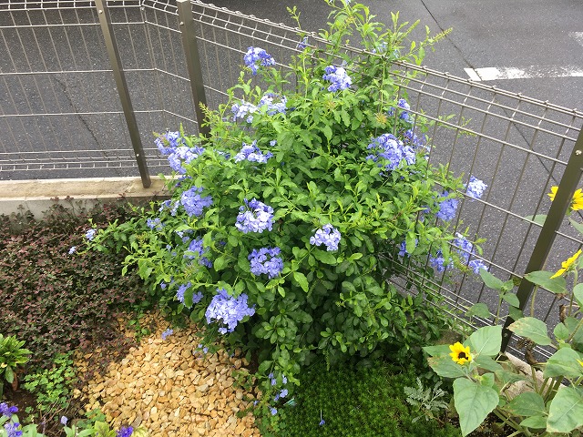 ルリマツリ（２年目）　７月31日