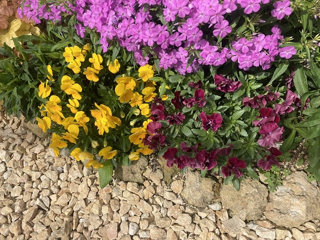 フロックス・フォーエバーピンク パンジーとのコラボ