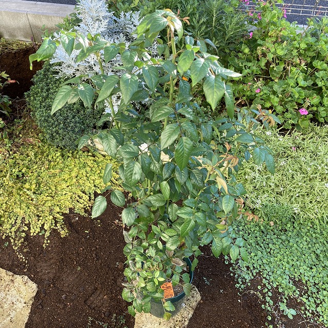 コルデスのバラ ティップントップ 鉢苗 開花苗 の植え付け ズボラな週末ガーデニング