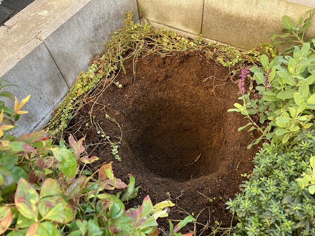 ① 植え穴を掘る