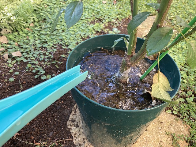 ③ 鉢から取り出す前に水やり