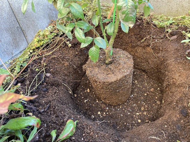 ⑤ 高さを調節し、接ぎ木部分が土の上に出るようにする