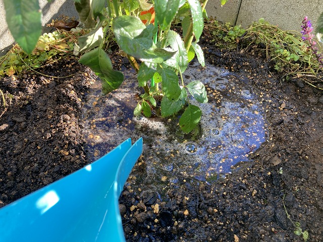 ⑧ 水鉢の中に、たっぷりと水やり