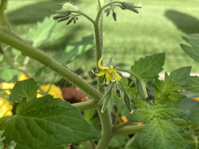 ミニトマト　５月23日　花が咲いた！