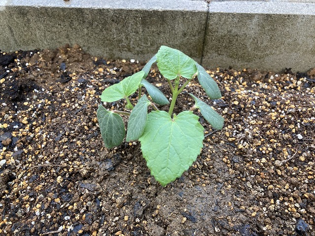 丸オクラ「エメラルド」植え付け　穴を掘って植える